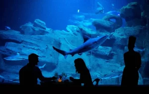 Shark Tank Show 